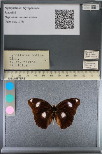 Media type: image;   Entomology 195081